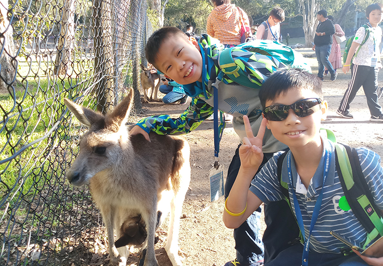同學在動物園與袋鼠互動,其中一人對鏡頭比出勝利手勢,展現親近自然的快樂 | 澳洲遊學團