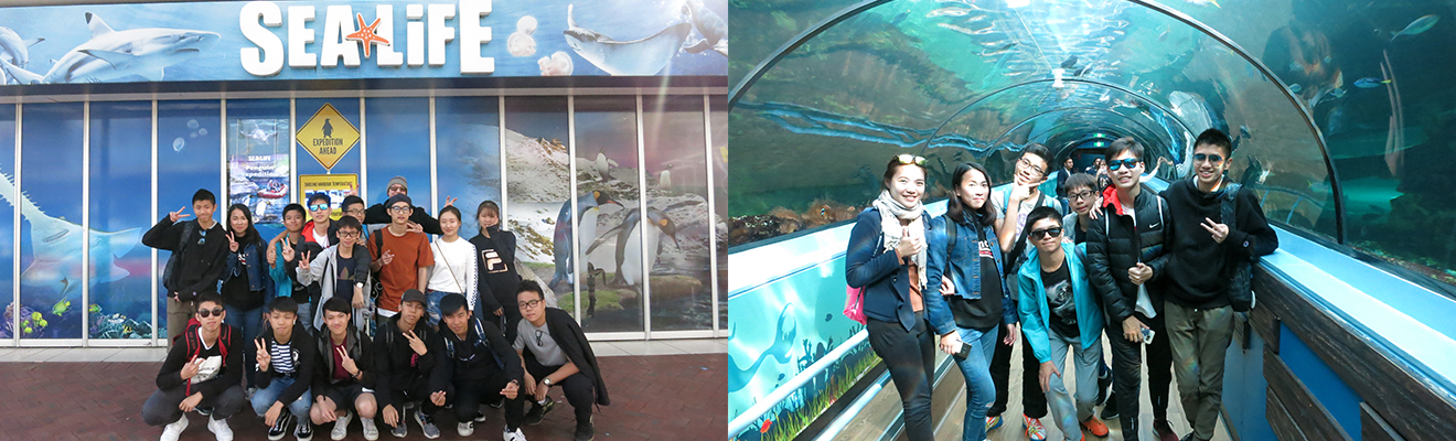 同學於 SEA LIFE 水族館外合照,背景為充滿海洋生物圖像的牆面,展現活動行程之一 | 同學於水族館玻璃隧道內與各種海洋生物近距離接觸並合照留念,背景為魚群環繞的水中景觀 | 澳洲遊學團