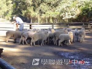 布里斯本名校遊學假期,學聯遊學團