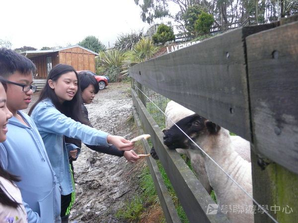 新西蘭農莊體驗之旅,學聯遊學團