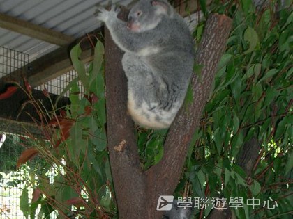 開恩茲陽光遊學假期,學聯遊學團