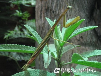 悉尼都會文化體驗遊學假期,學聯遊學團