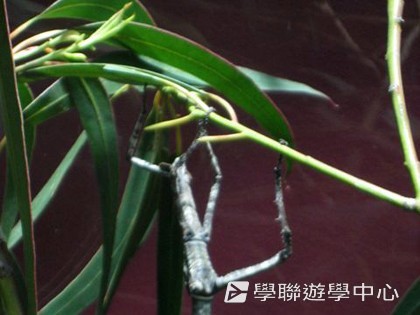 悉尼都會文化體驗遊學假期,學聯遊學團