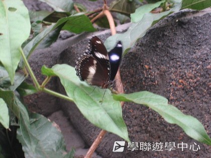 悉尼都會文化體驗遊學假期,學聯遊學團