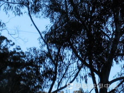 悉尼都會文化體驗遊學假期,學聯遊學團