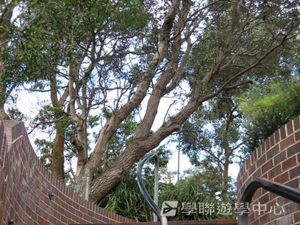 悉尼都會文化體驗遊學假期,學聯遊學團