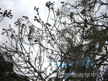 悉尼都會文化體驗遊學假期,學聯遊學團