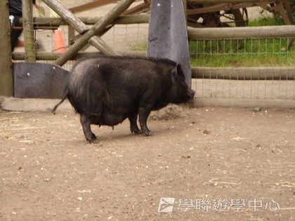 卑斯省英語文化交流營,學聯遊學團