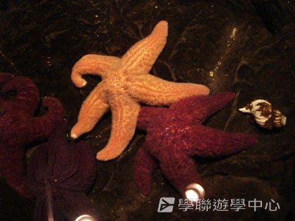 卑斯省英語文化交流營,學聯遊學團