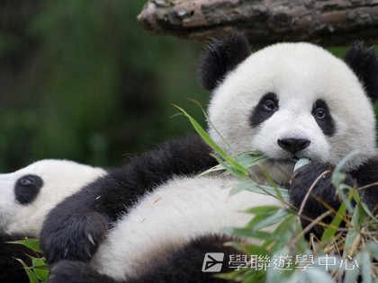 基地義工體驗營,學聯遊學團
